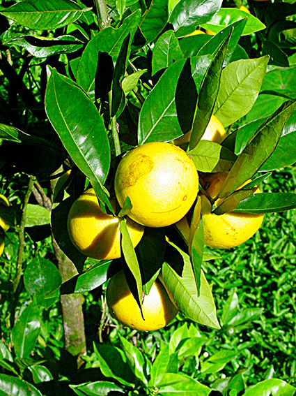 Citrus x sinensis