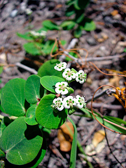 Euphorbia fosbergii